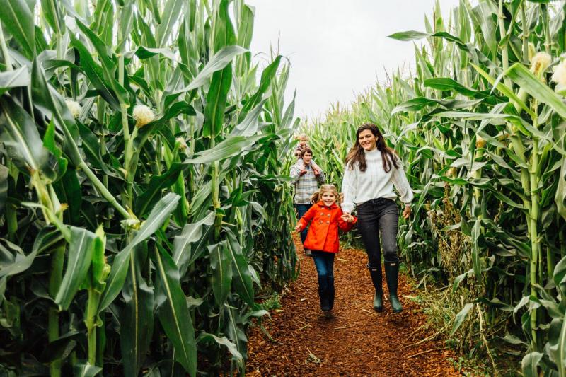 Family walking through a corn maze at Carpinito Brothers farm